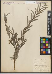 Foto von Salix purpurea L.